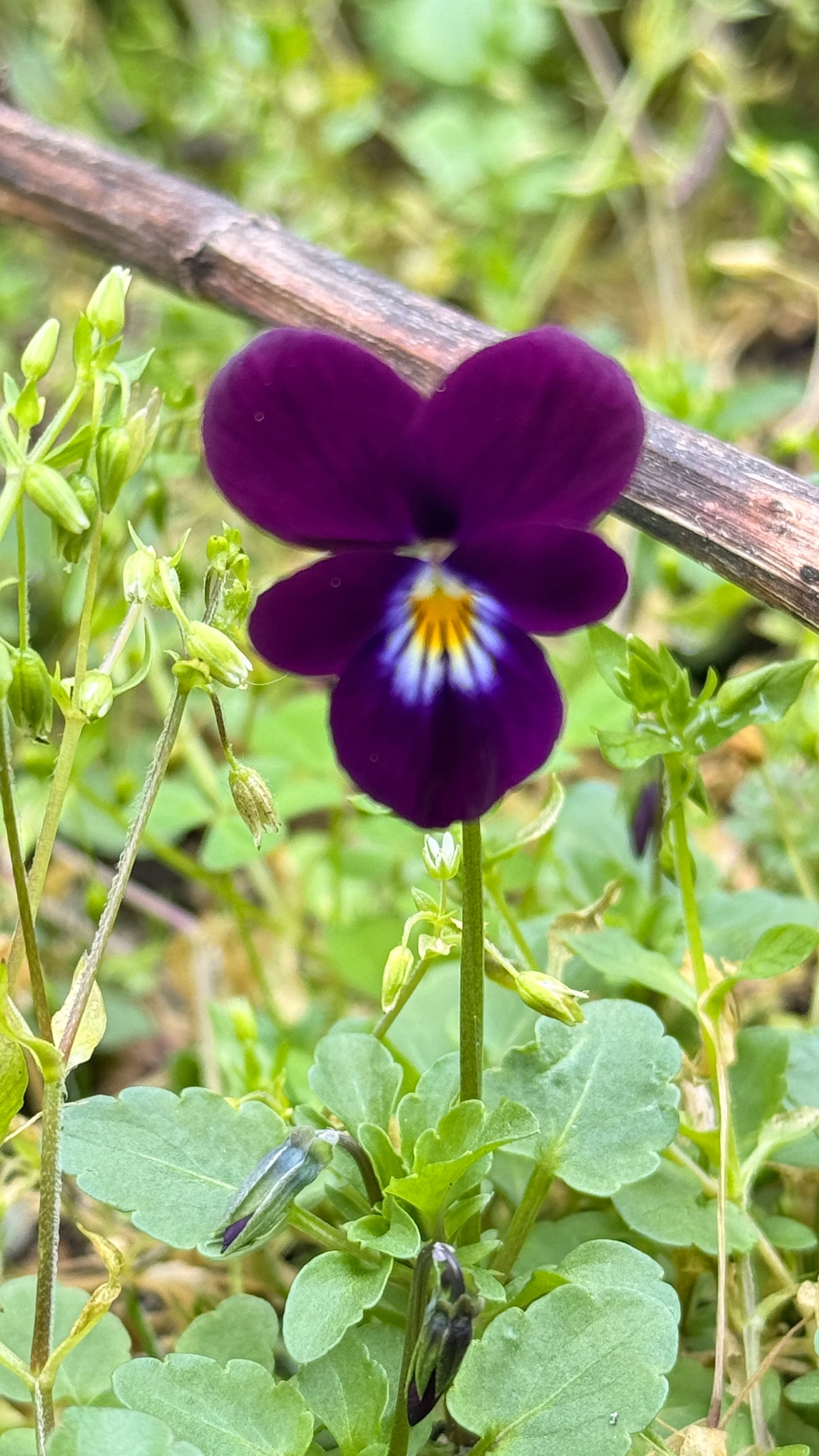 Pequena flor roxa em detalhe na natureza.
