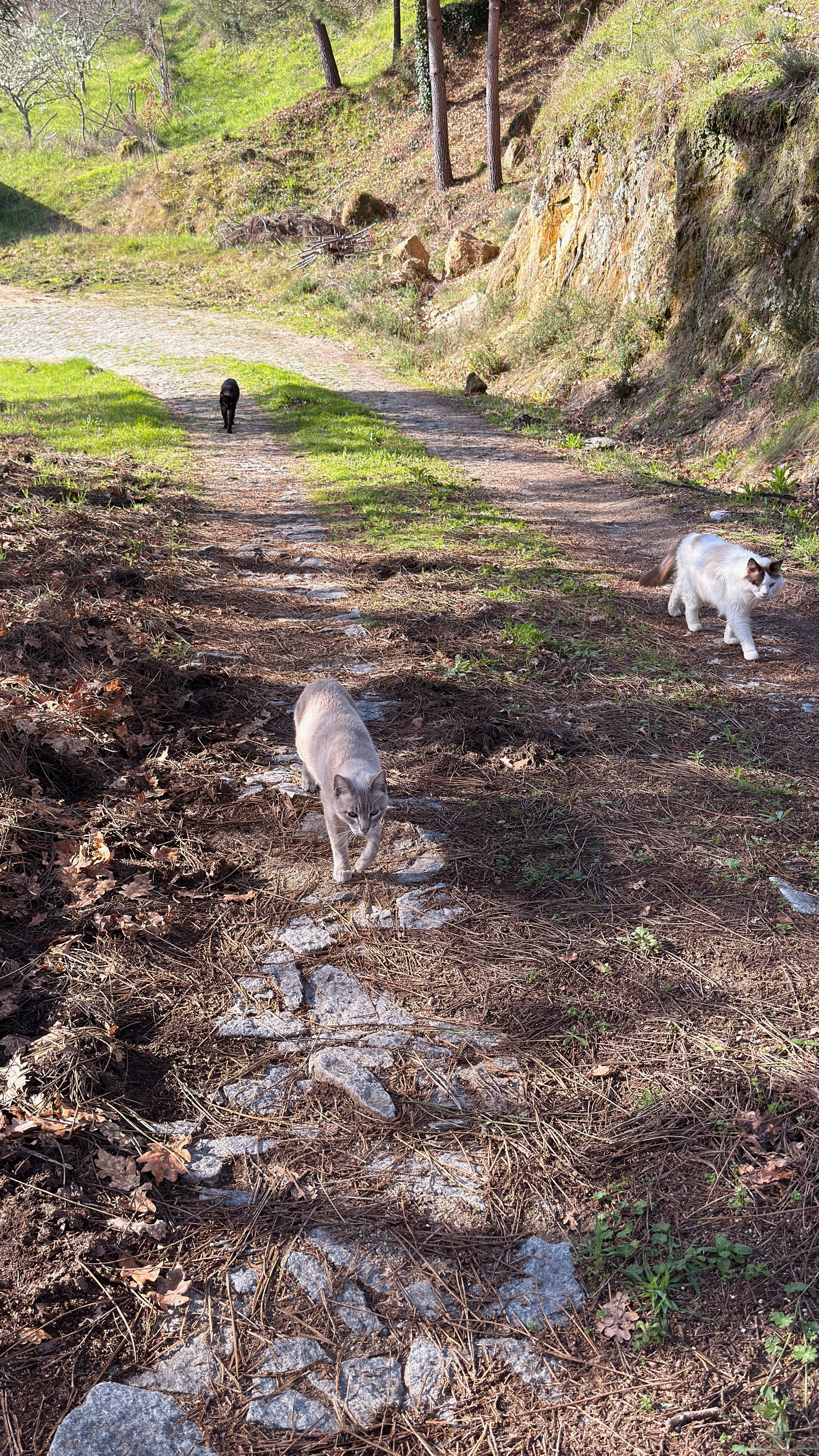 Gatos a caminhar por um trilho natural.