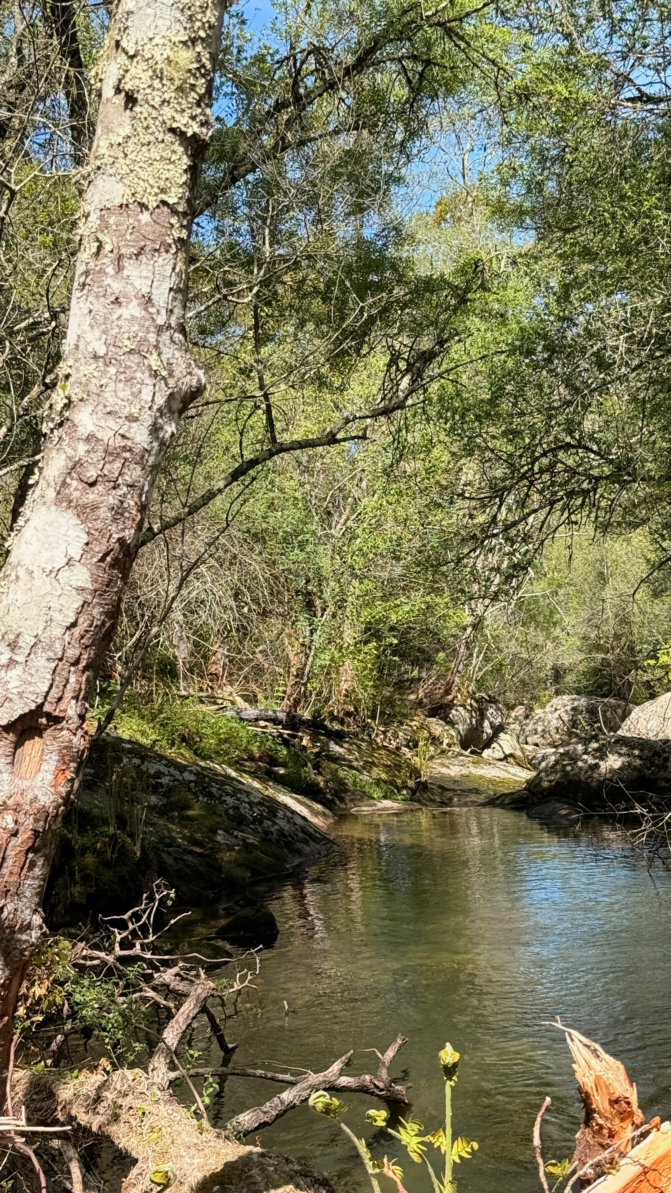 Rio a correr entre árvores e pedras.